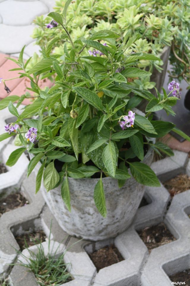 pepino